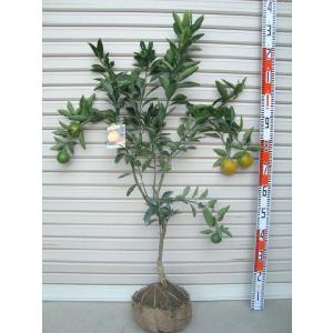 ゆら早生】 柑橘大苗 3年生接木苗 温州みかん ※納期指定:発送予定