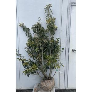 白花ミツバツツジ 株立ち 約1.5m 現品発送 特大植木苗木 白三つ葉