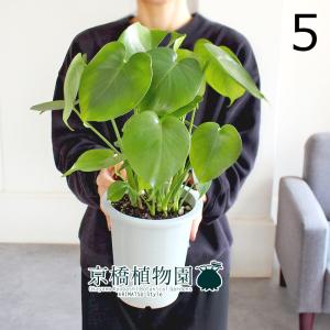 現品】パキポディウム・ゲアイー 多頭 6号 黒鉢（3） : 花のアリマツ