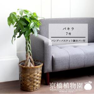 現品】パキポディウム・ゲアイー 1本立 6号 黒鉢（2） : 花のアリマツ