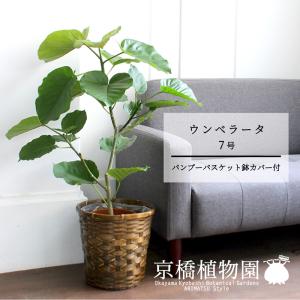 現品】パキポディウム・ゲアイー 1本立 6号 黒鉢（3） : 花のアリマツ