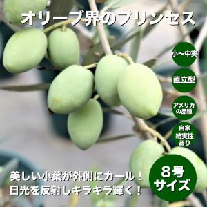 小倉園 オリーブ・オヒブランカ(現行種) 8号鉢 オリーブの木 鉢植え