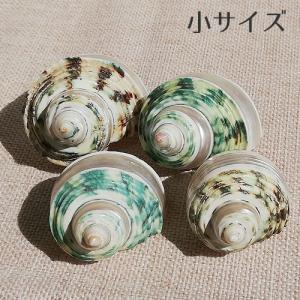 巻貝 貝殻 青緑 ブルーグリーン系 海 マリン 夏 キッズ 工作 夏休み