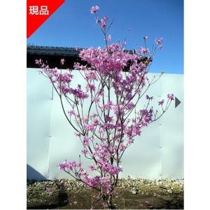 山ツツジ 約2m 株立ち 現品発送 美樹形株 特大株 大苗植木苗木