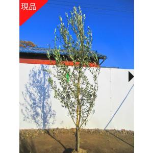 現品発送 オリーブの木 ひなかぜ 8号 樹高1.5m-1.8m(根鉢含む