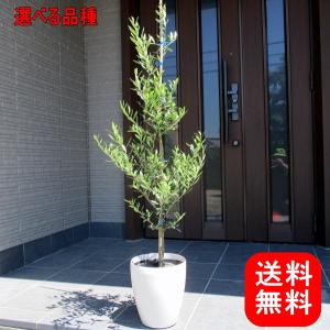 現品発送 オリーブの木 ひなかぜ 8号 樹高1.5m-1.8m(根鉢含む