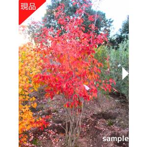現品発送 アカシデ(アカメソロ)株立 樹高2.2-2.3m(根鉢含まず