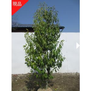 大型商品】モチノキ 樹高2.5m前後 露地苗 シンボルツリー 常緑樹