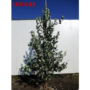 フェイジョア 株立ち 約1.7m 規格販売 植木 苗木 大苗 お買い得な