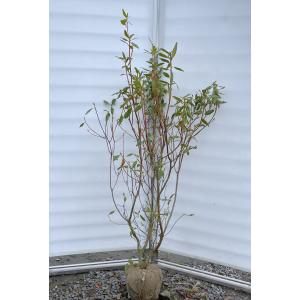 桂モミジ カツラモミジ 約1.7m 現品発送 大株植木苗木 桂紅葉