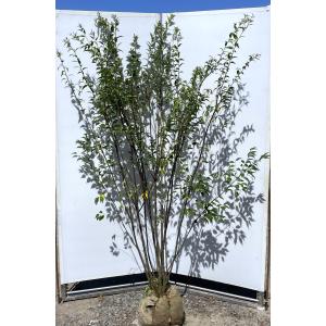 ハイノキ 株立ち 約2.5m 特大株 超植木苗木 灰の木 規格販売 お買い得