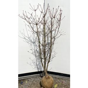 マルバノキ 株立ち 2.1m 現品発送 豪華株 一点物 マルバの木 特大植木