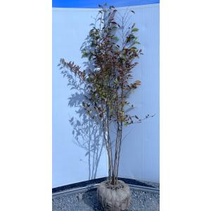 ヒメシャラ（株立ち）大株 : 打出農園 - 通販 - Yahoo!ショッピング