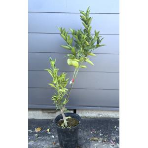 カラタチ（キコク）：果樹苗 穂木が枯れた、台木のカラタチです