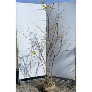 満月ロウバイ 7本株立ち 約1.8m 現品発送 豪華株 植木苗木大苗 満月