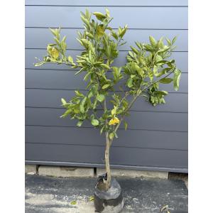 種苗登録温州みかんの木 早香 約1.5m 現品発送 はやか 大実温州ミカン