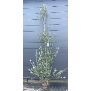 オリーブの木 レッチーノ 約2m 現品発送 特大株 植木苗木大苗 鉢植え