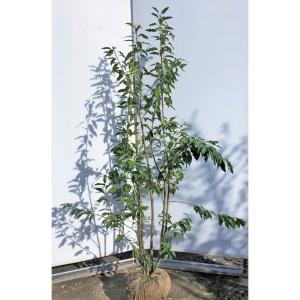 大型商品】モチノキ 樹高2.5m前後 露地苗 シンボルツリー 常緑樹