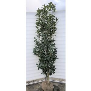 白花 ドウダンツツジ 約1.7m 一点物 豪華株 特大植木苗木大苗 希少な