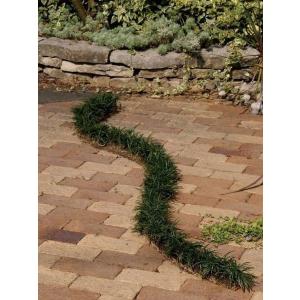 タマリュウ（玉竜スリット）4本セット 駐車場 花壇縁取り 植木 庭木