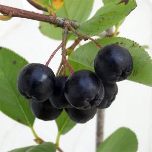 果樹の苗 アロニア（チョコベリー） バイキング3.5号ポット : 園芸