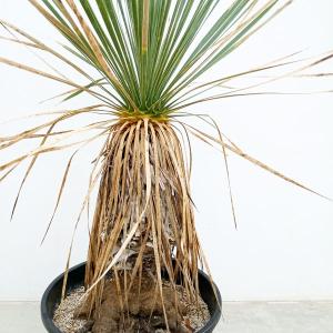 多肉植物）一点物 パキポディウム グラキリス 現地株 発根確認済み 3