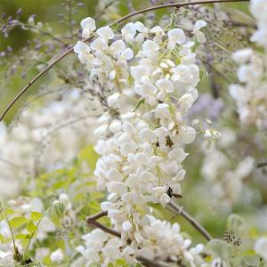 紫アスパラガス パープルタワーの苗 : 植物・園芸専門店 花育通販Yahoo