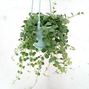 ワンダエ ドワーフ アンド カーリング P.wandae 'Dwarf & Curling' TC