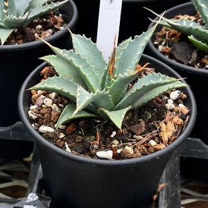 アガベの種子 ユタエンシス Agave utahensis ssp. : SEEDSTOCK ヤフー