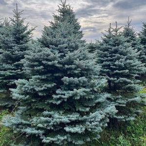 発送不可 プンゲンストウヒ エディス 高さ約2.5m : アララギ園有限