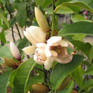 泰山木 タイサンボク 苗木 プラエコックス 樹高55cm 6号 矮性 四季咲き