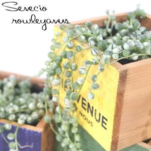 サボテン：トリコケレウス 羅漢丸 自根*幅17cm 現品！一品限り : 遊恵