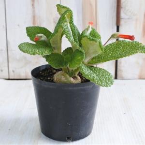 日本花キ流通 多肉植物 caユーフォルビア クラビゲラ 0224-003 多肉