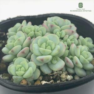 日本花キ流通 多肉植物 seセダム ヒスパニカム プルプレア 9cmポット