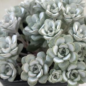 多肉植物 新品種 Aeonium 白鳳錦 特大群生 直径約18cm るる農園 : るる