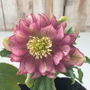 日本花キ流通 八重咲きクリスマスローズ ダブル 開花株 3鉢セット 4号