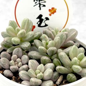 サボテン：フェロカクタス 偉冠玉*幅10cm 現品！一品限り : 遊恵盆栽