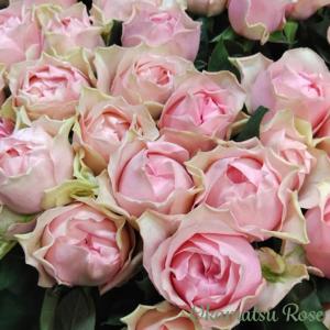 予約販売 バラ苗 バラ大苗 ロサ オリエンティス ピュール 品種登録出願