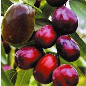 ナツメ苗木 大実ナツメ : 植物・園芸専門店 花育通販Yahoo!店 - 通販