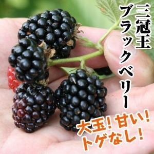 トゲなし ブラックベリー 『 ボイセンベリー 』 2個セット 9cmポット苗