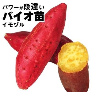 バイオ(ウイルスフリー)苗 紅はるか PVP登録品種 べにはるか