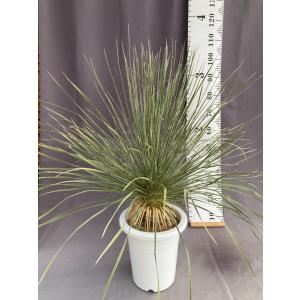 ダシリリオン・ロンギシマム ドライガーデン 10号鉢 送料無料 : 日本