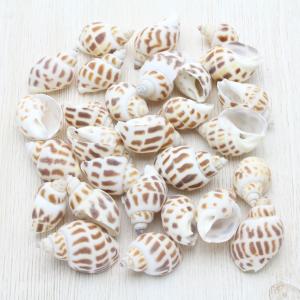 マンボウガイ (カメオシェル) 貝殻 約12〜14cm 標本 コレクション