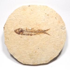 北海道産 アンモナイト化石 ハウエリセラス化石 標本 国産 日本産