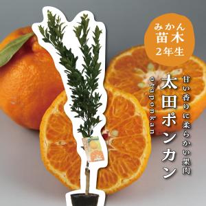 カラタチ（キコク）：果樹苗 穂木が枯れた、台木のカラタチです