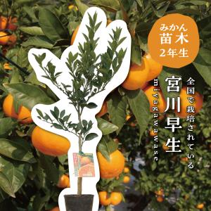 果樹苗 ホワイトサポテ ルーク 1株 : 花と緑 国華園 - 通販 - Yahoo