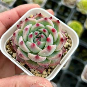 多肉植物 エケベリア チワワエンシス錦 7.5cmポット苗 : ハニーミント