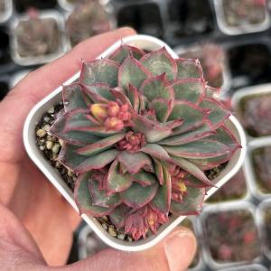 多肉植物 セダム レッドベリー 7.5cmポット苗 : ハニーミント - 通販