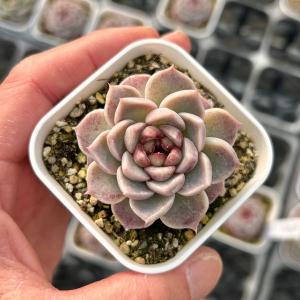 多肉植物 Echeveria RedTan エケベリア レッドタン 韓国苗