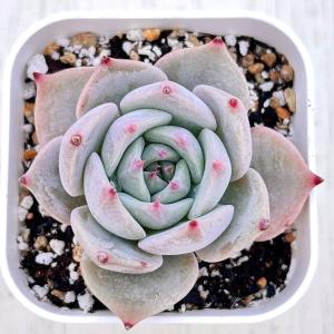 多肉植物 エケベリア スプリングスプリング 7.5cmポット苗 : ハニー